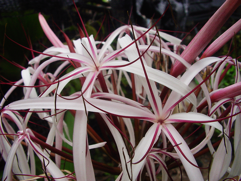 Crinum Amabile