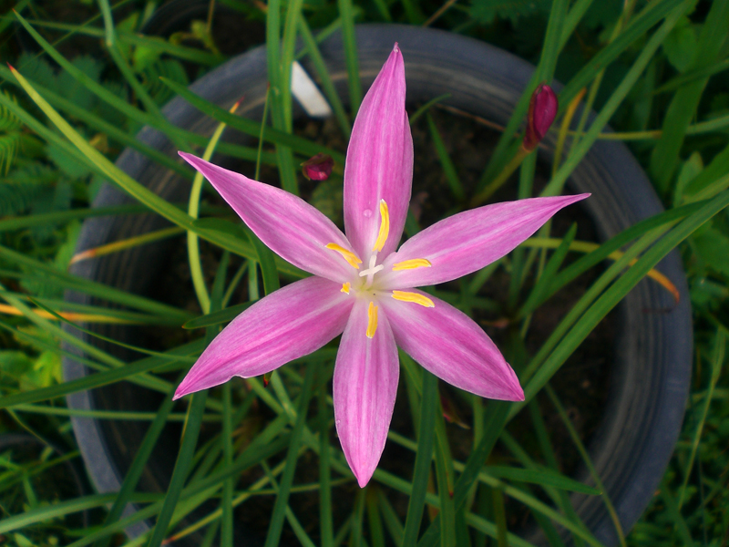 Zephyranthes fosteri hybrid