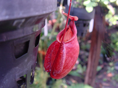 Red Clone A