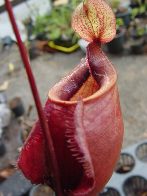 N. globosa 'Red Form' 