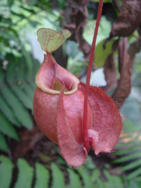 N. globosa 'Big Wings'