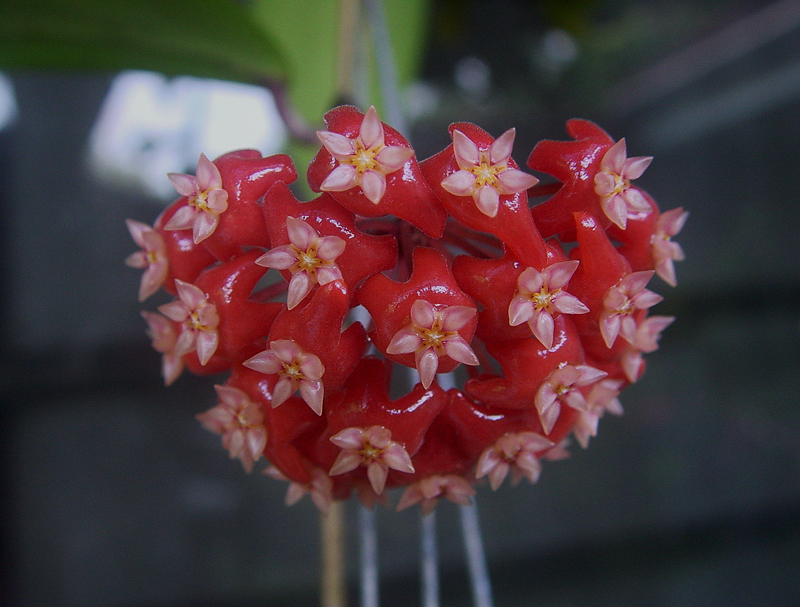 Hoya ilagiorum